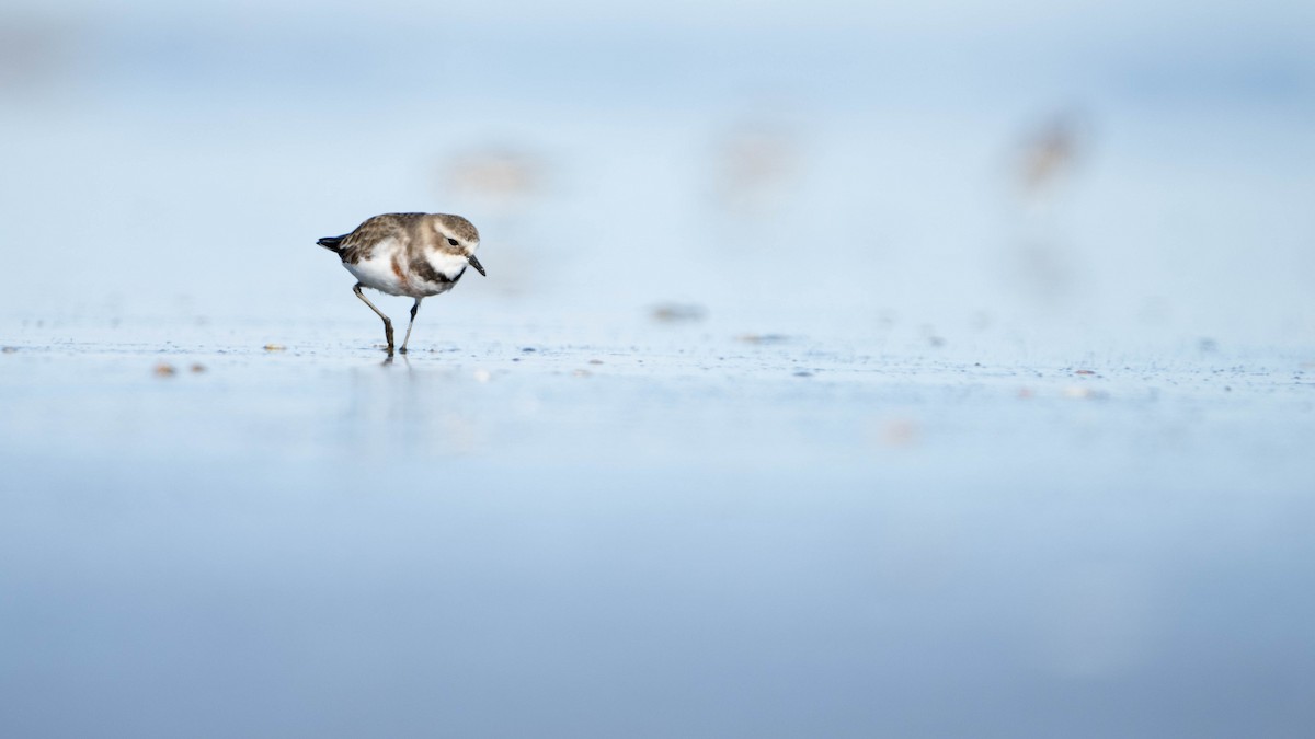 Double-banded Plover - ML620914030