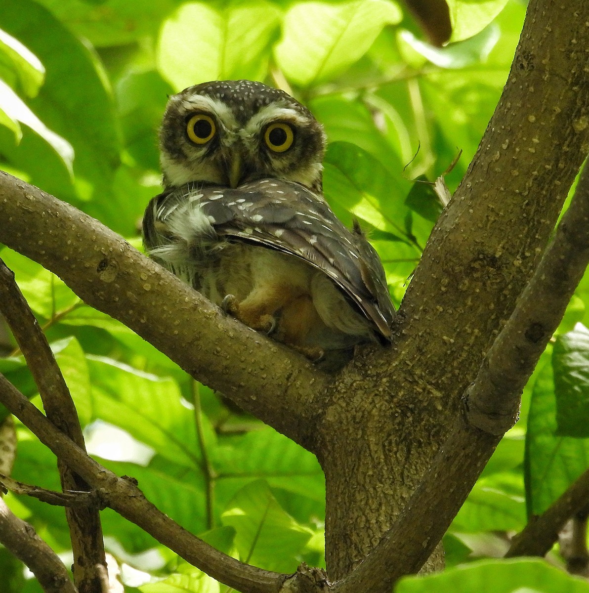 Spotted Owlet - ML620914031