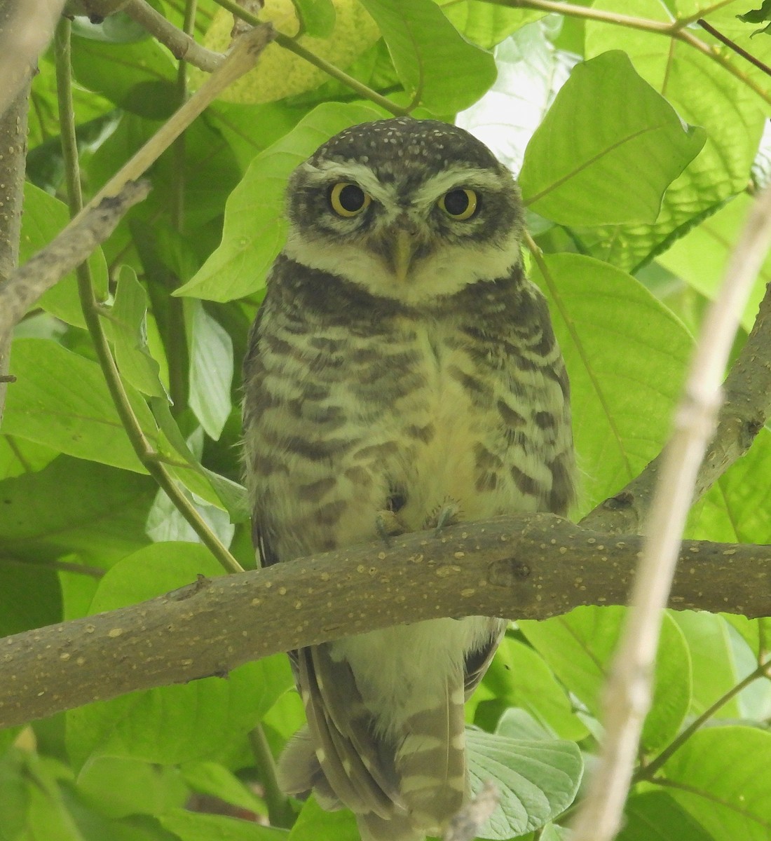 Spotted Owlet - Santhi  K