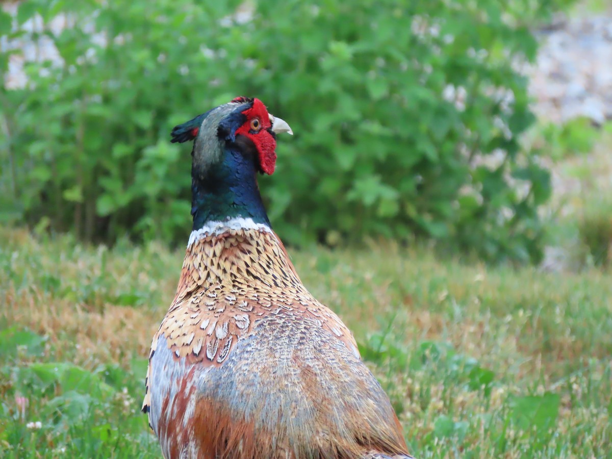Ring-necked Pheasant - ML620914033