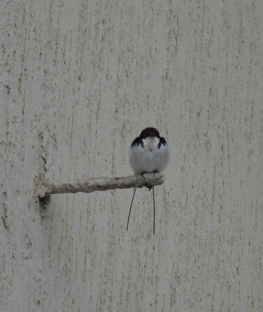 Wire-tailed Swallow - ML620914051
