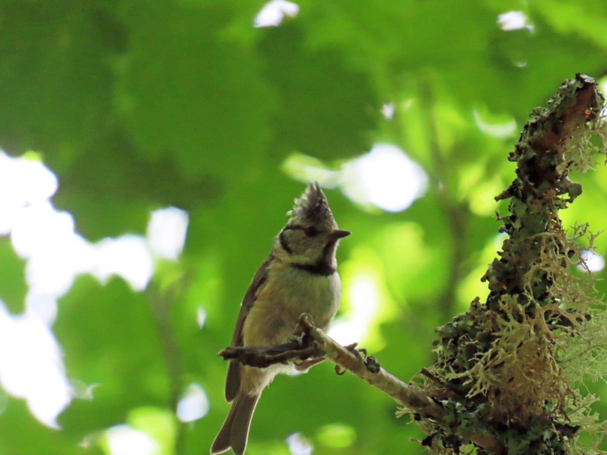 Crested Tit - ML620914053
