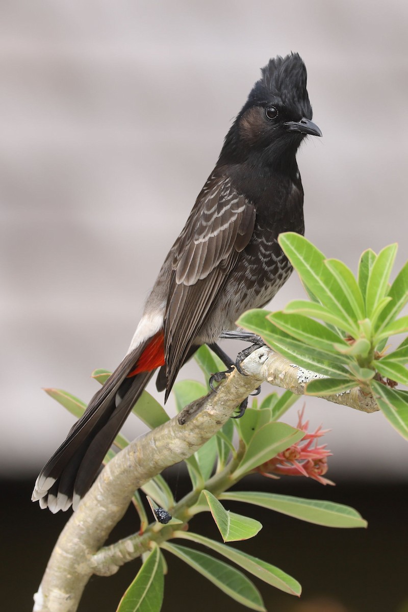 Red-vented Bulbul - ML620914087