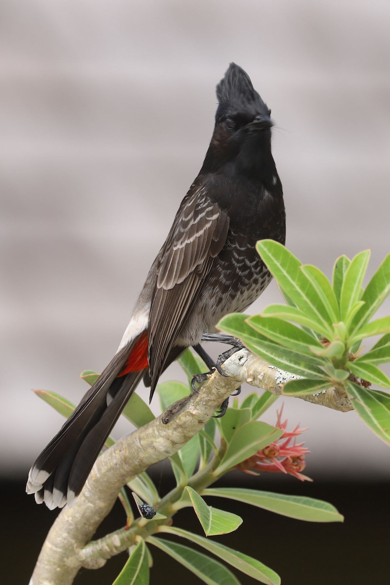 Red-vented Bulbul - ML620914088