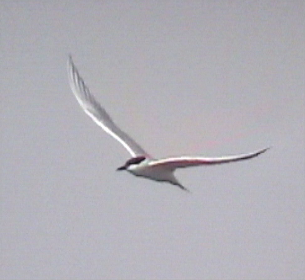 Gull-billed Tern - ML620914108