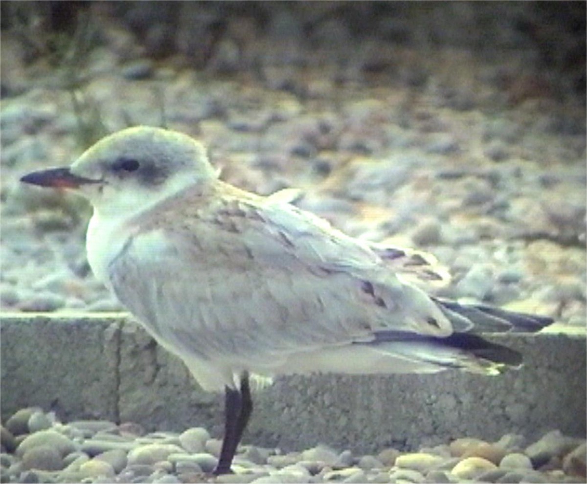 Gull-billed Tern - ML620914122
