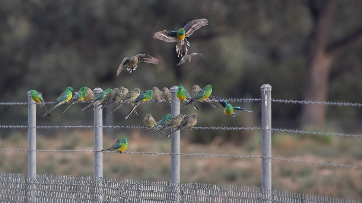 Red-rumped Parrot - ML620914144