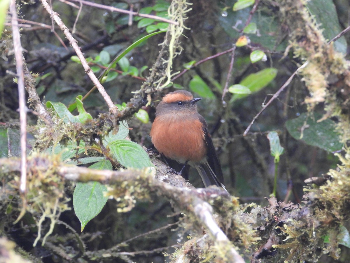 Rufous-browed Chat-Tyrant - ML620914165