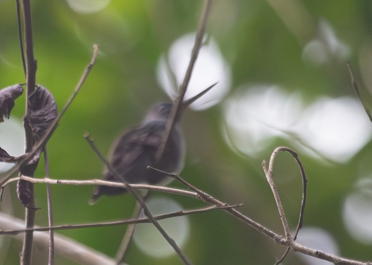 Charming Hummingbird - ML620914169