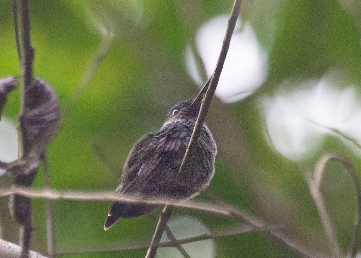 Charming Hummingbird - ML620914170