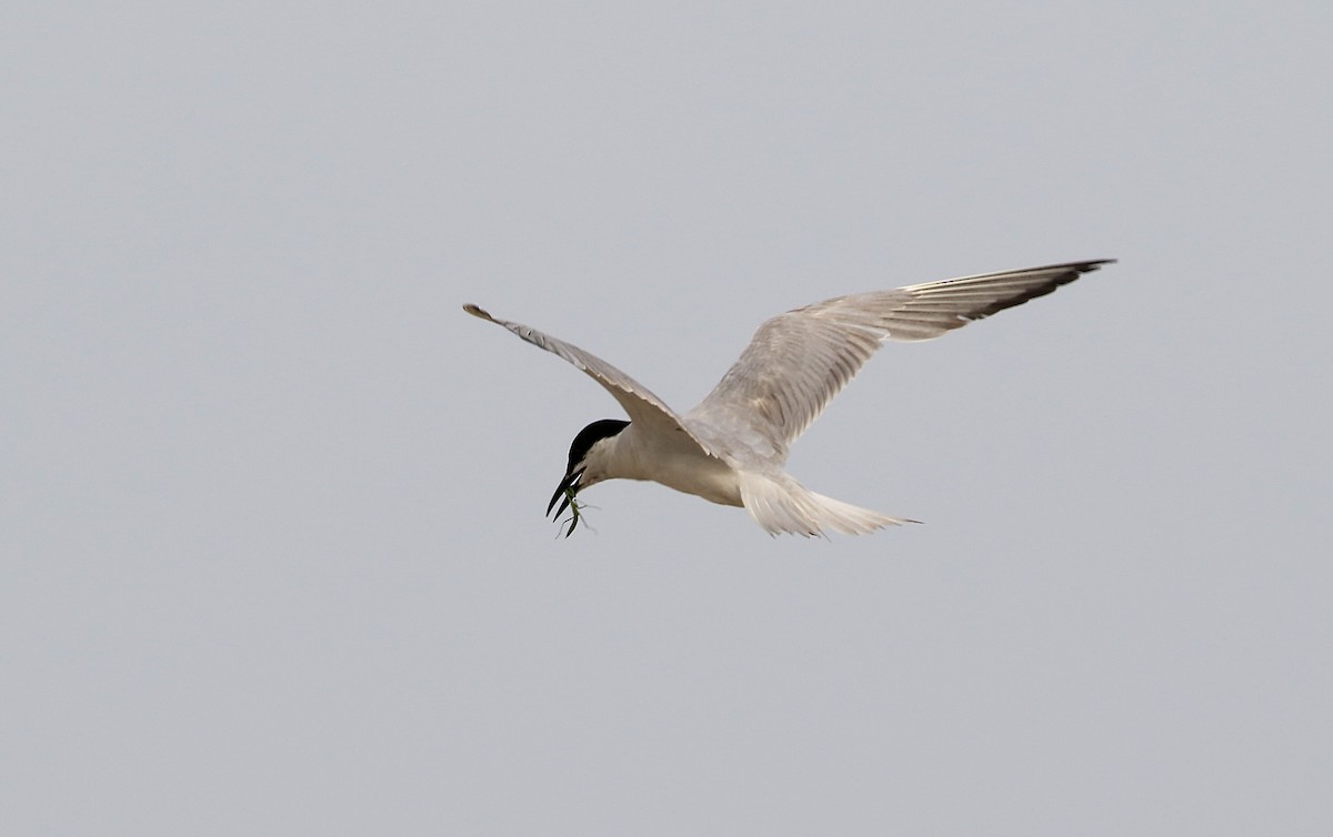 Gull-billed Tern - ML620914181