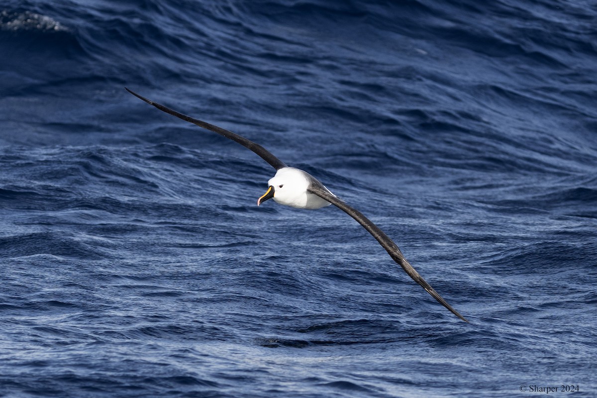 Indian Yellow-nosed Albatross - ML620914186
