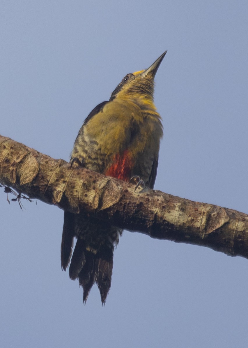 Golden-naped Woodpecker - ML620914199