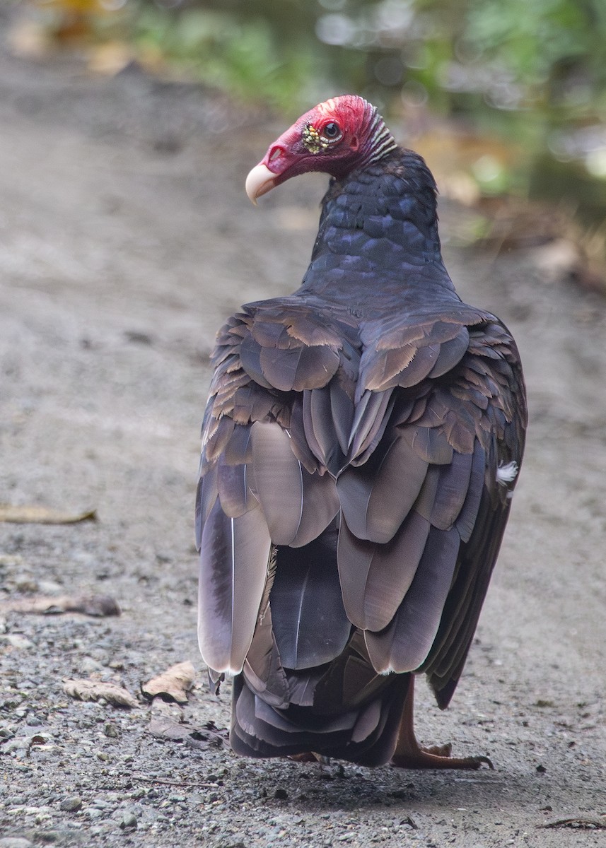 Turkey Vulture (Tropical) - Nathaniel Dargue