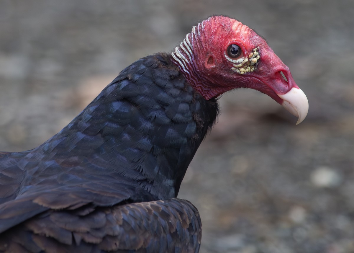Turkey Vulture (Tropical) - ML620914205
