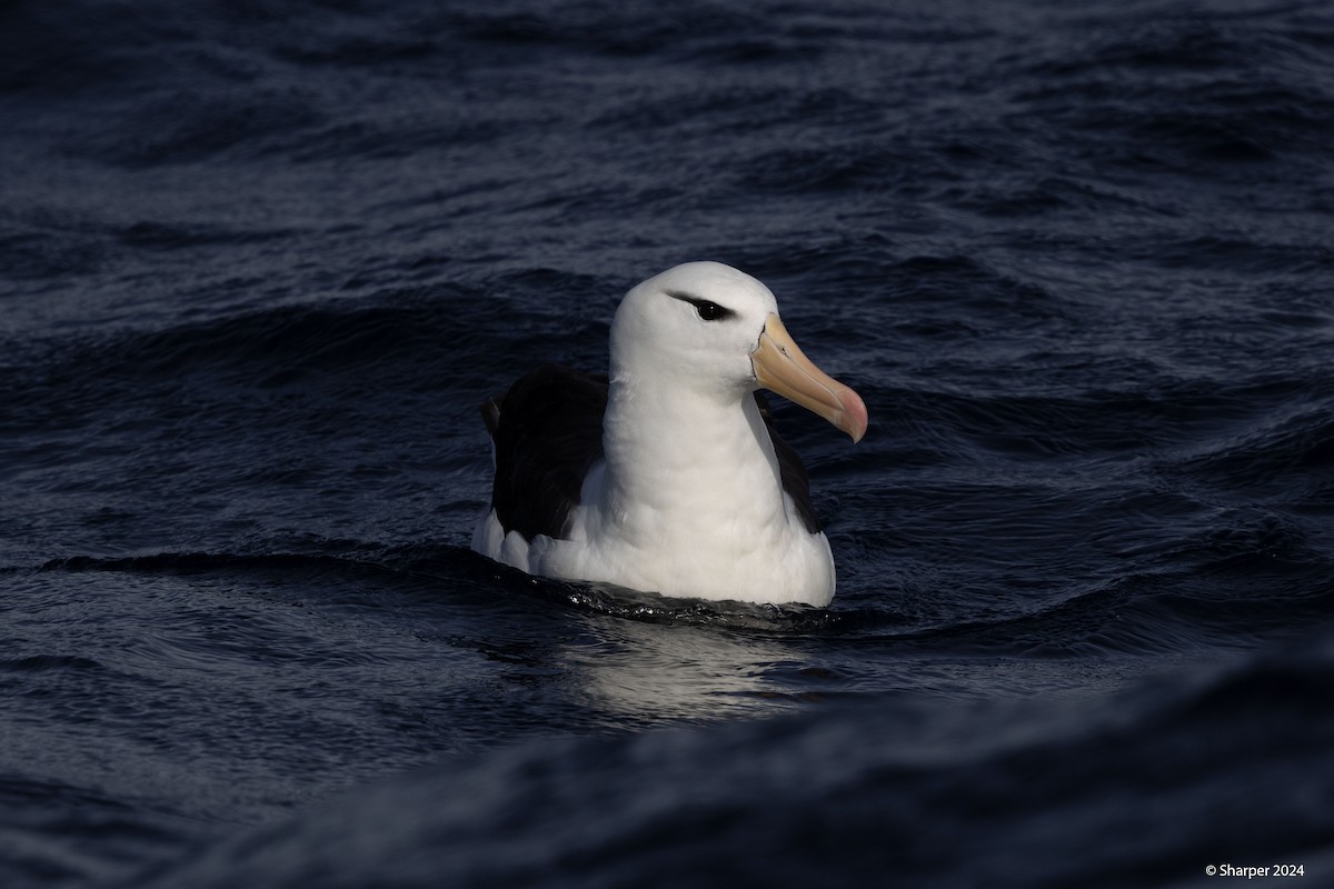 Чернобровый альбатрос (melanophris) - ML620914213