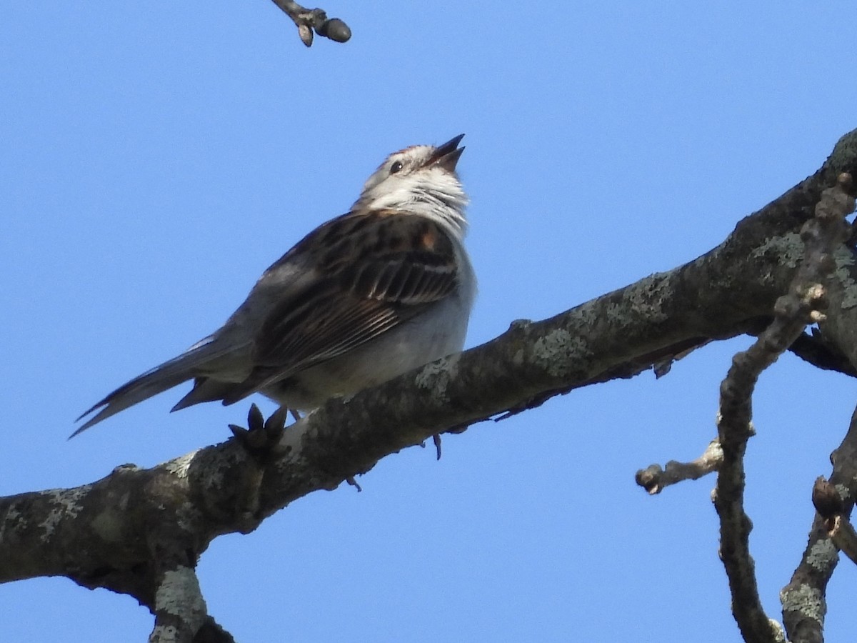 Chipping Sparrow - ML620914229