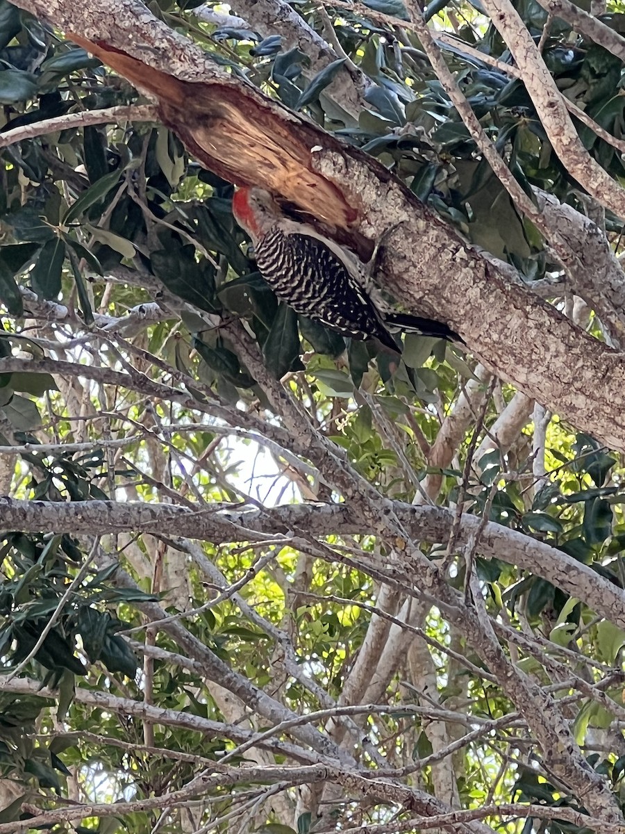Red-bellied Woodpecker - ML620914270