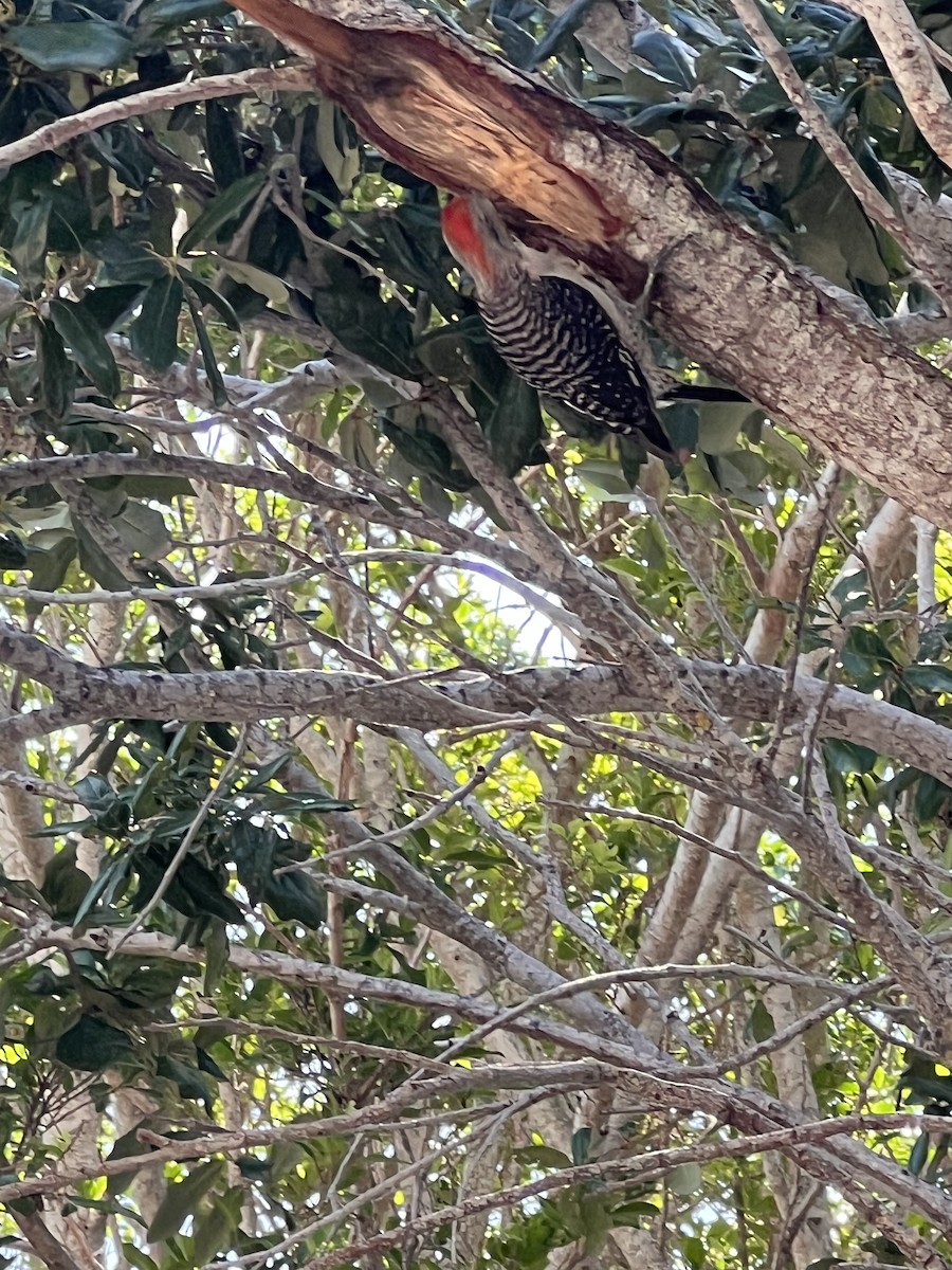 Red-bellied Woodpecker - ML620914272