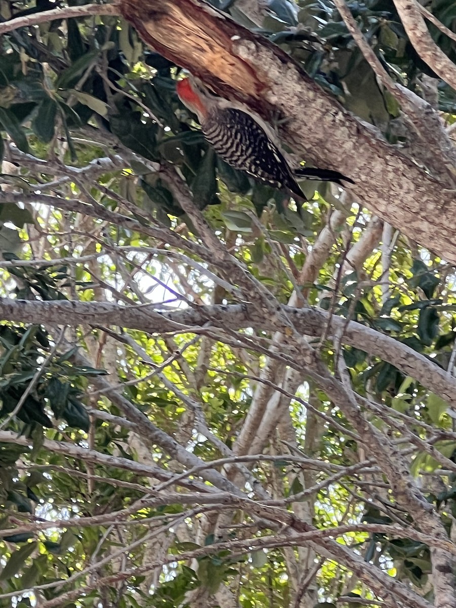 Red-bellied Woodpecker - ML620914273