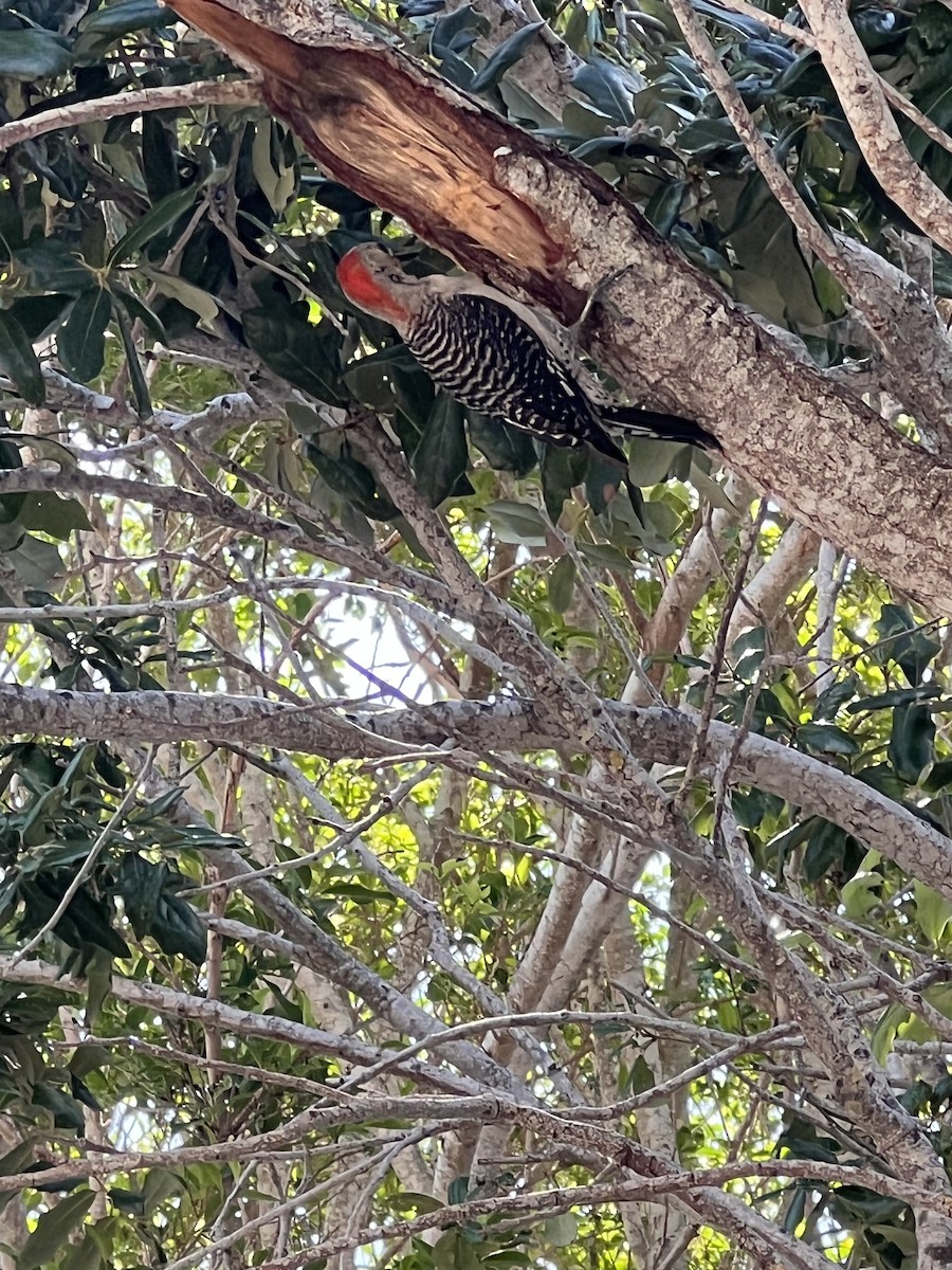 Red-bellied Woodpecker - ML620914274