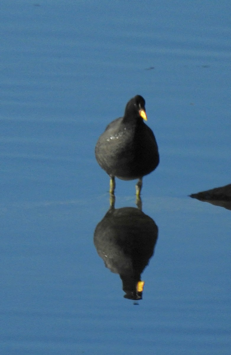 Red-fronted Coot - ML620914336