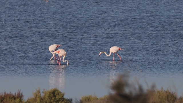 Greater Flamingo - ML620914337
