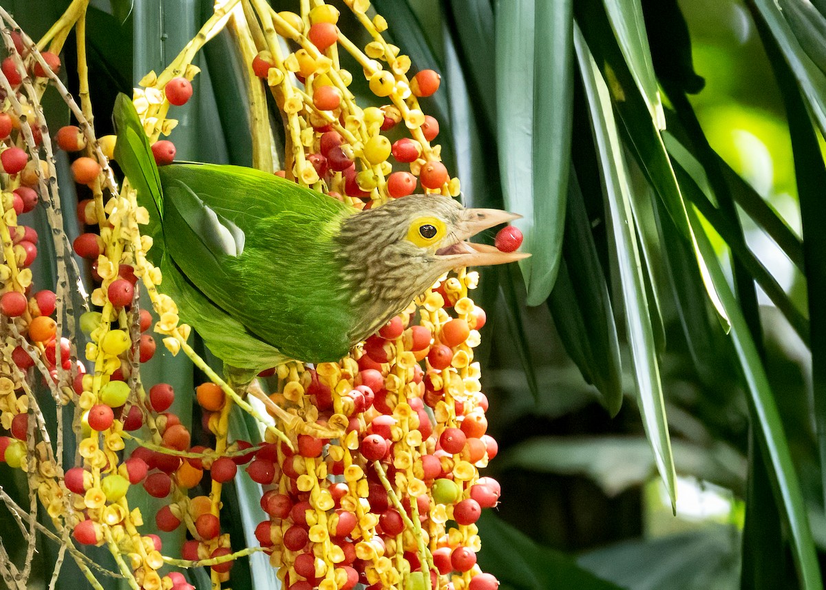 Lineated Barbet - ML620914339
