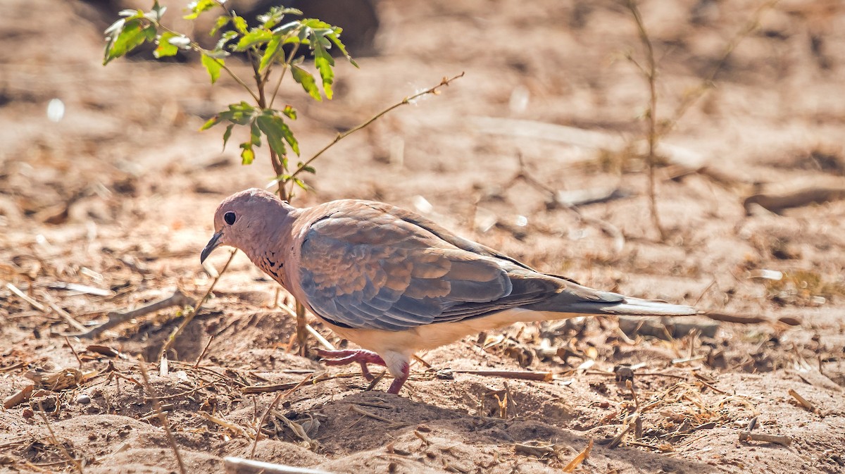 Laughing Dove - ML620914345