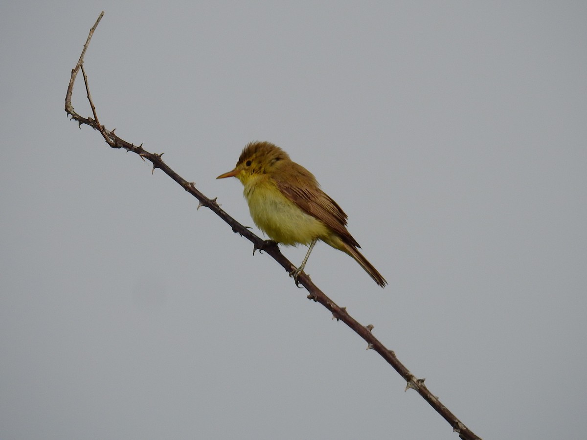 Melodious Warbler - ML620914358