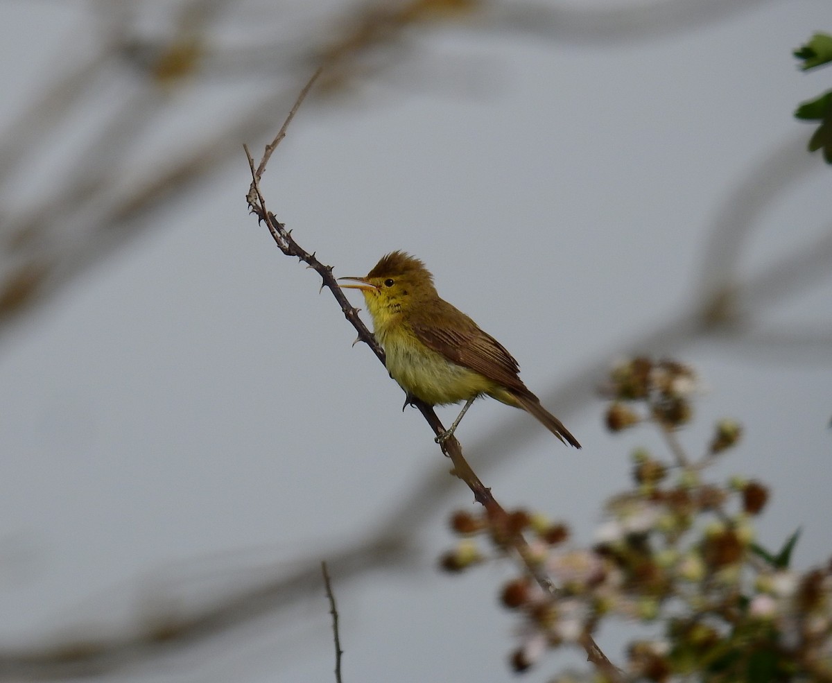 Melodious Warbler - ML620914359
