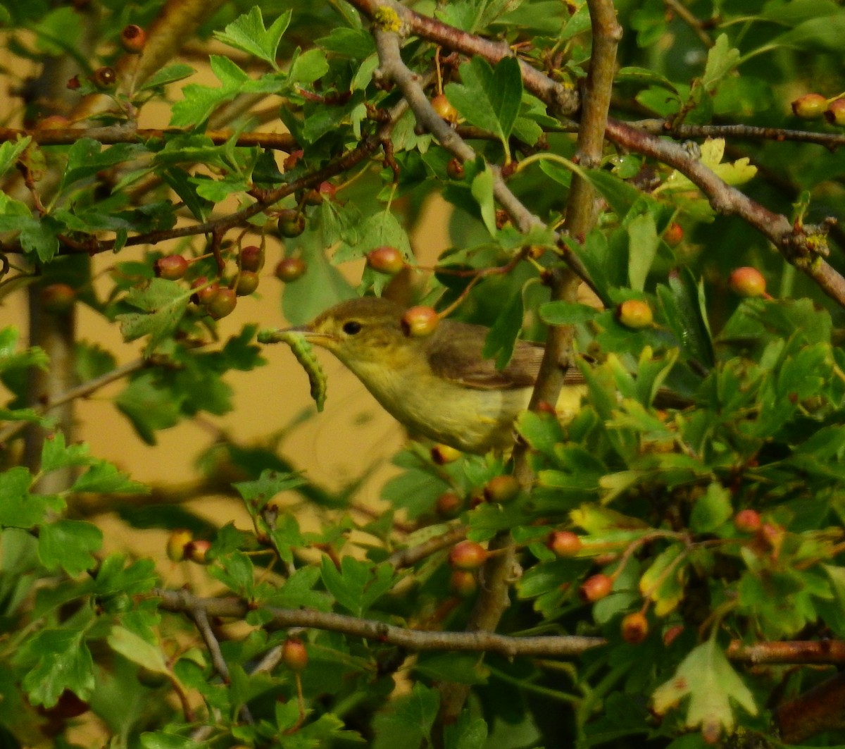 Melodious Warbler - ML620914361