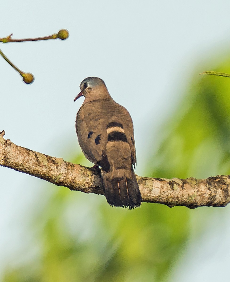 Blue-spotted Wood-Dove - ML620914362