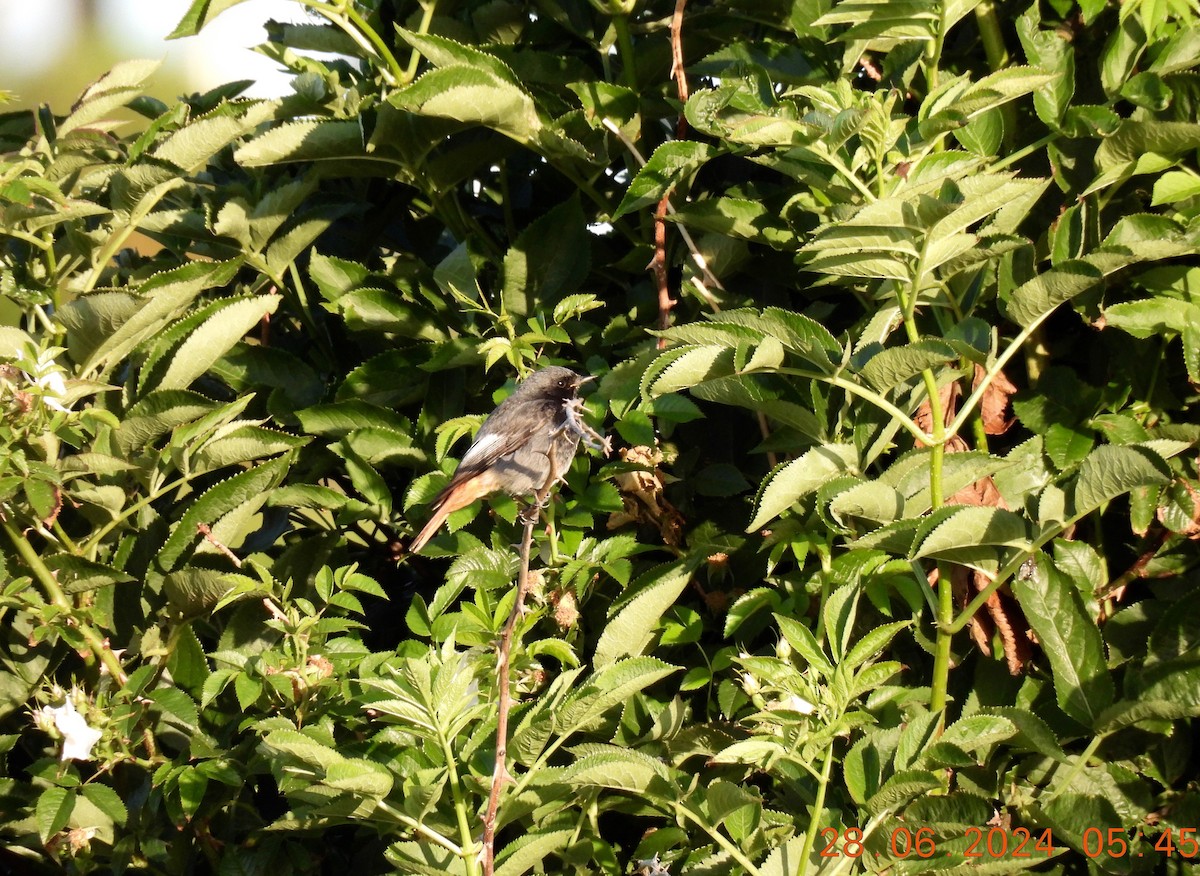 rehek domácí (ssp. gibraltariensis/aterrimus) - ML620914380