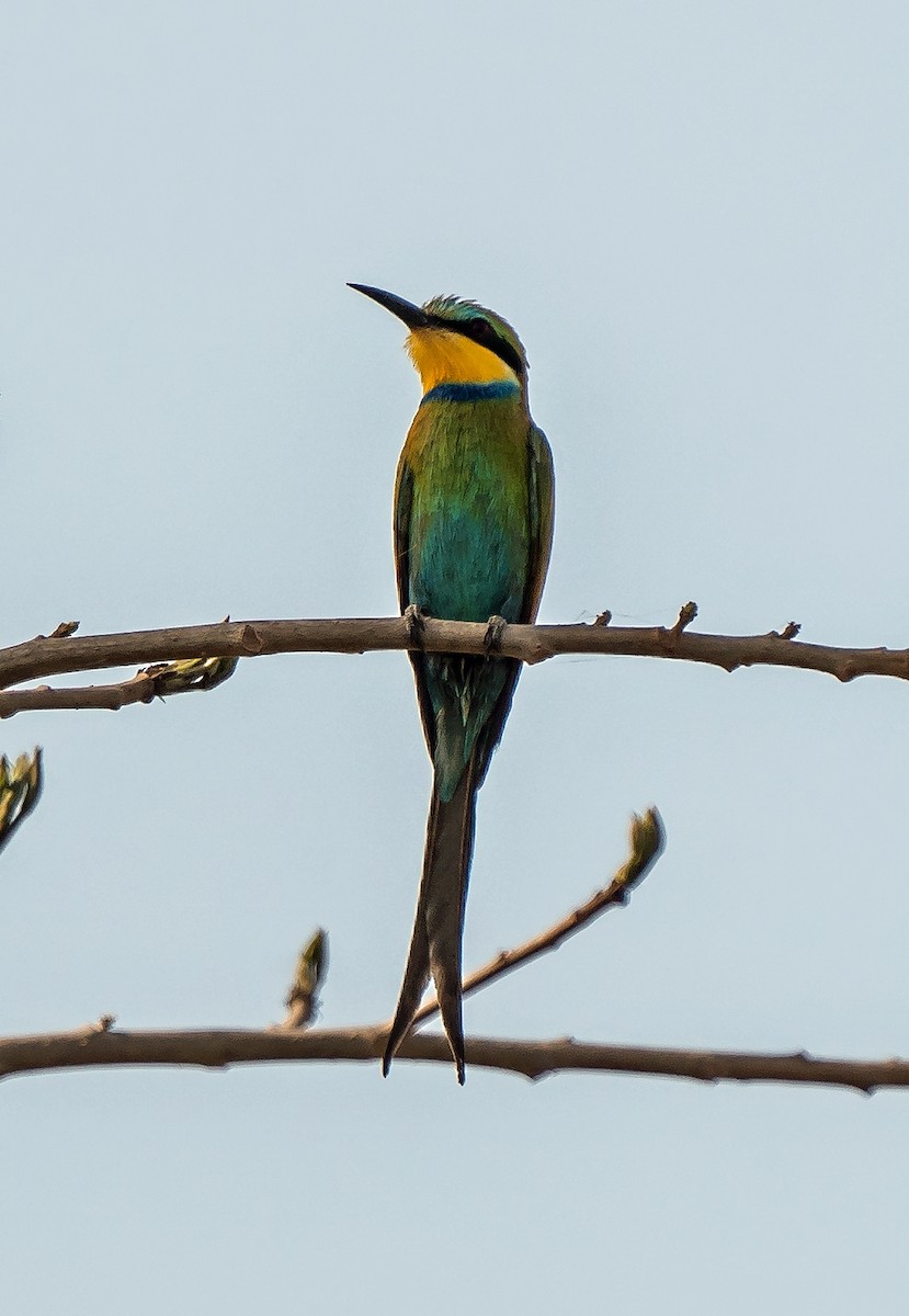 Swallow-tailed Bee-eater - ML620914393