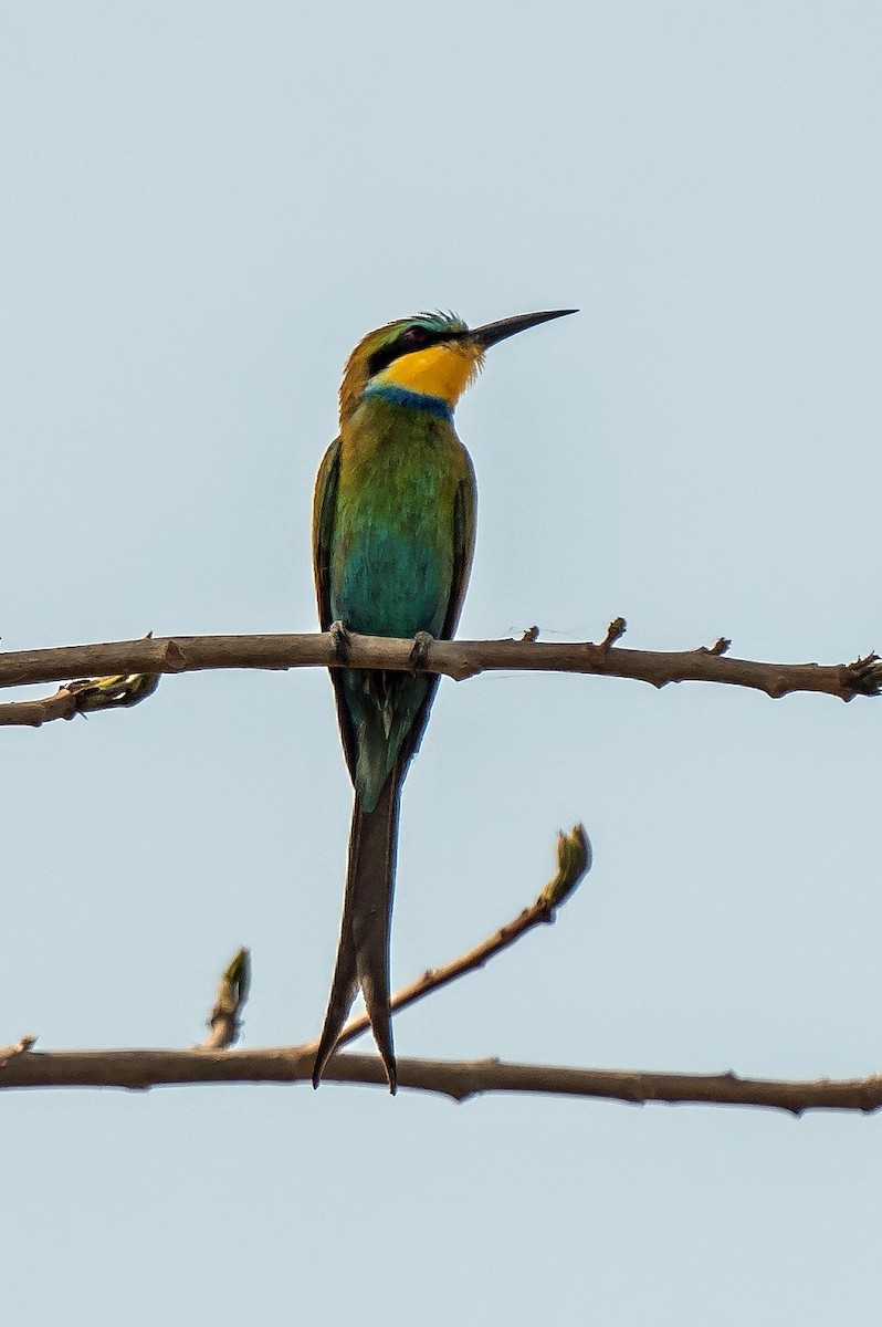 Swallow-tailed Bee-eater - ML620914394