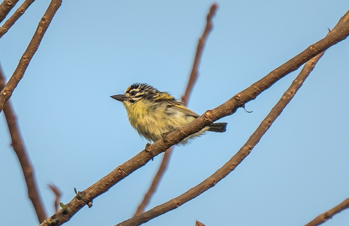 Yellow-fronted Tinkerbird - ML620914398