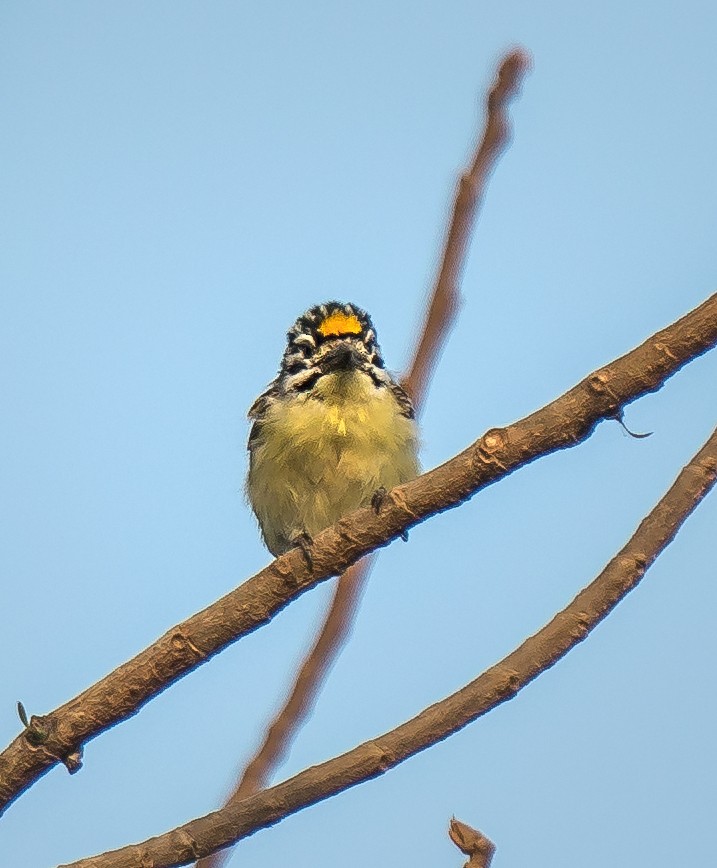 Yellow-fronted Tinkerbird - ML620914399