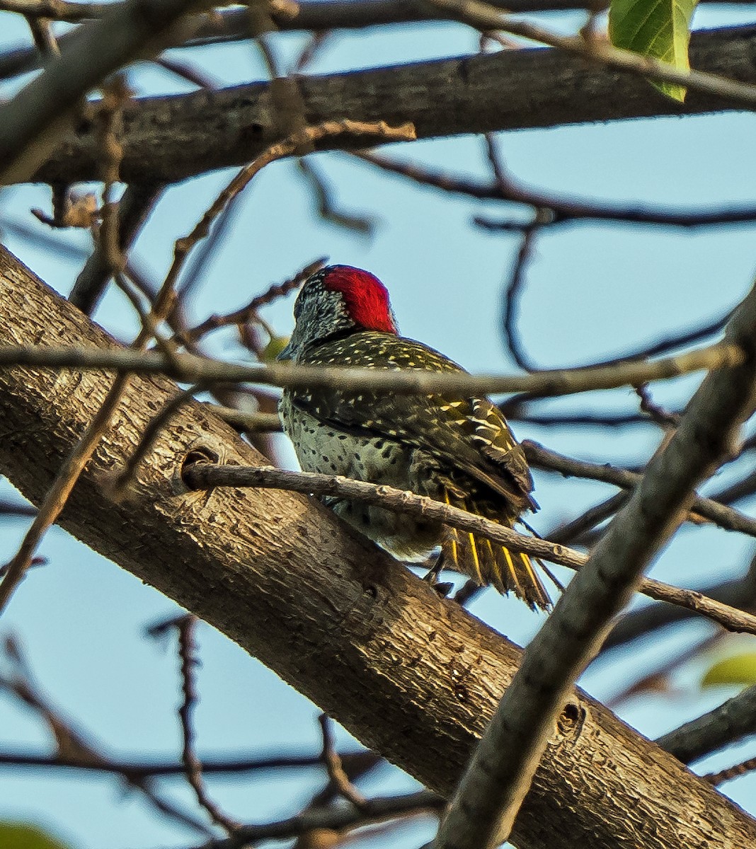 Fine-spotted Woodpecker - ML620914401