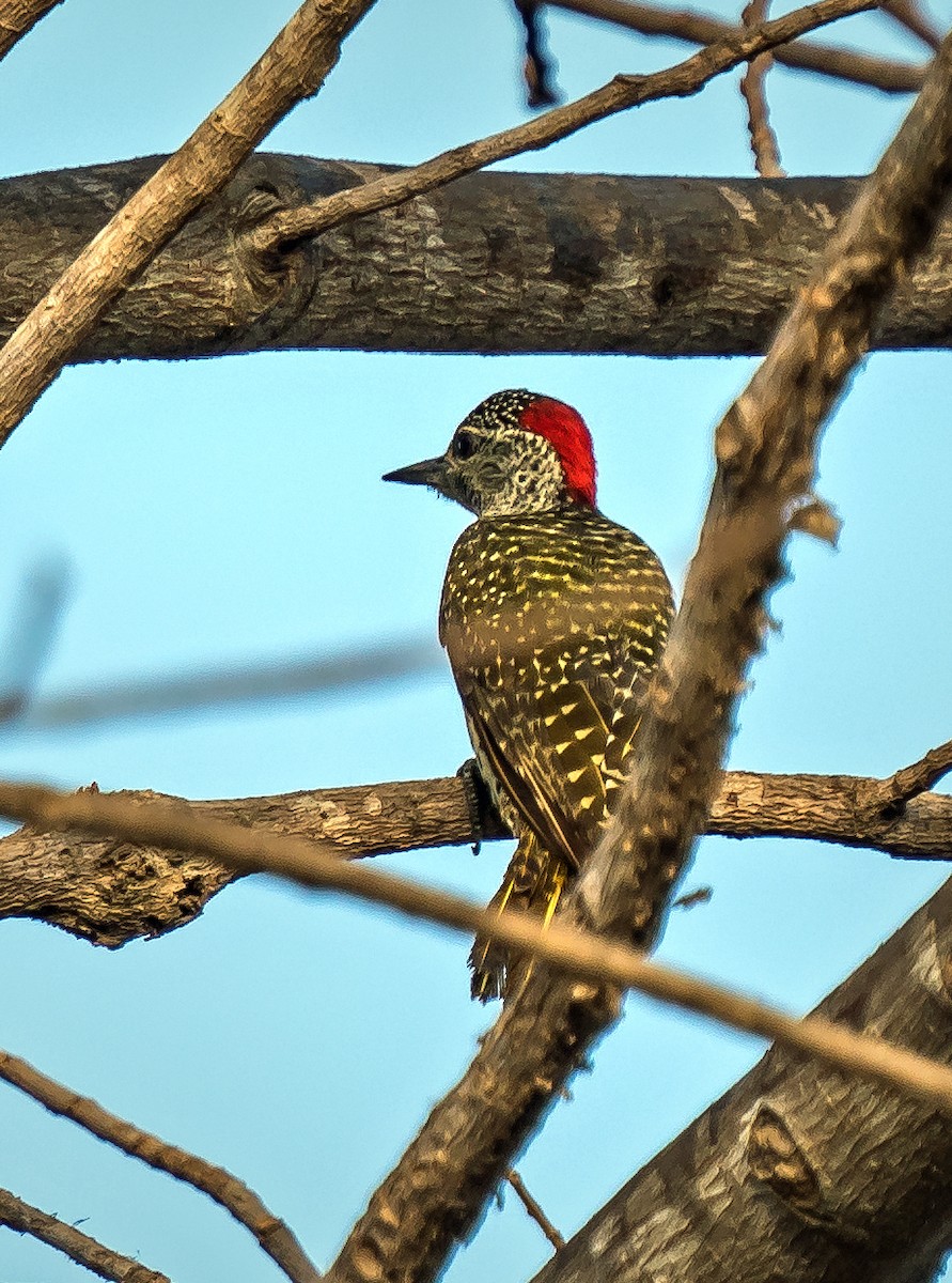 Fine-spotted Woodpecker - ML620914402