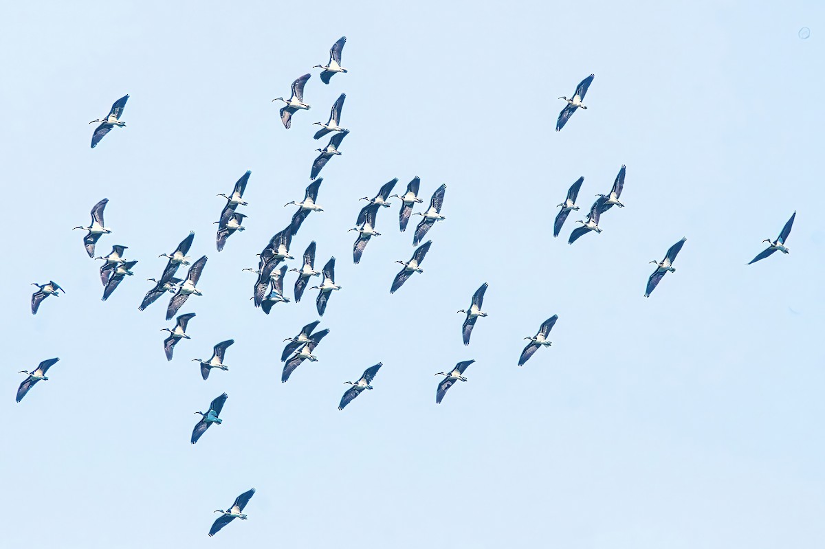 ibis slámokrký - ML620914443