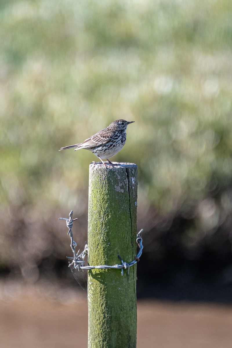 Meadow Pipit - ML620914456