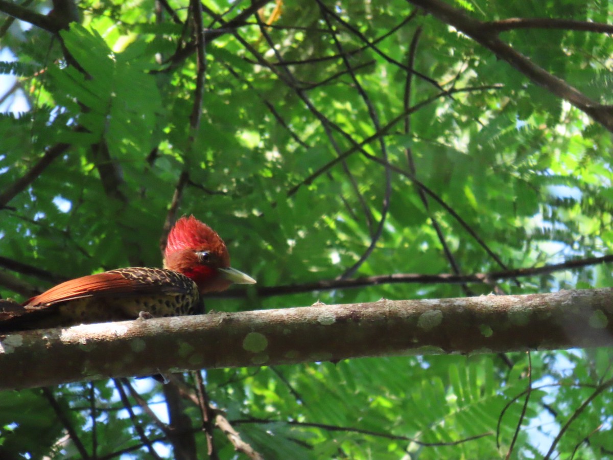 Rufous-headed Woodpecker - ML620914472