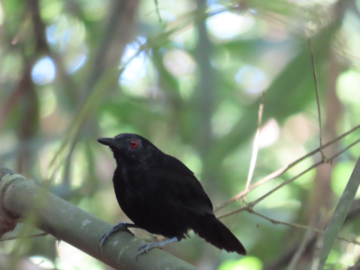 Goeldi's Antbird - Aves Brasil
