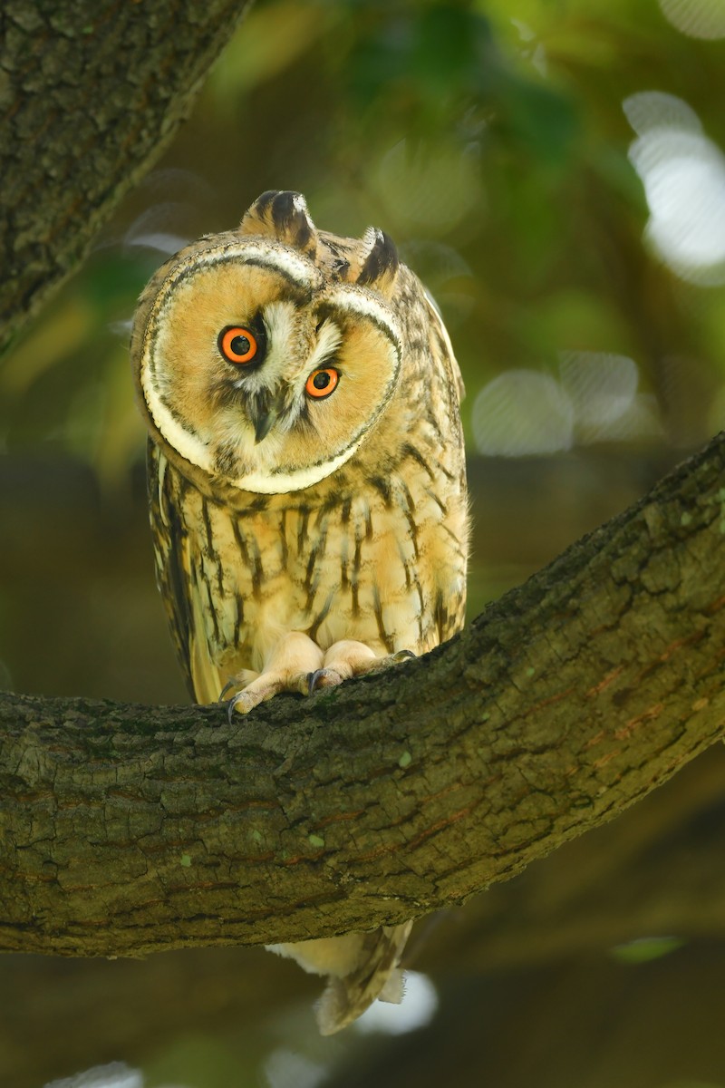 Long-eared Owl - ML620914476
