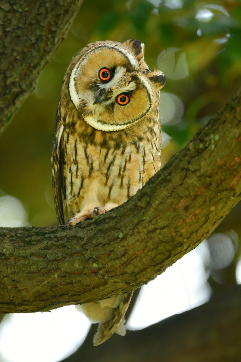 Long-eared Owl - ML620914478