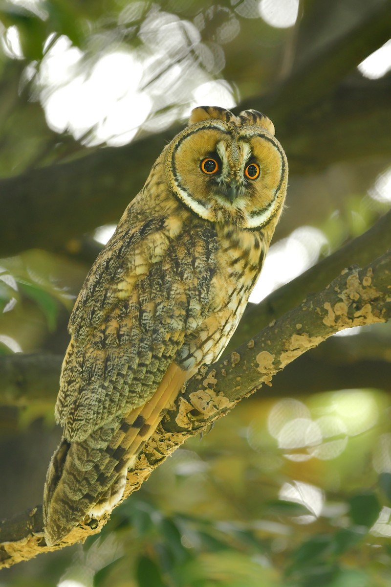 Long-eared Owl - Koji  Tagi