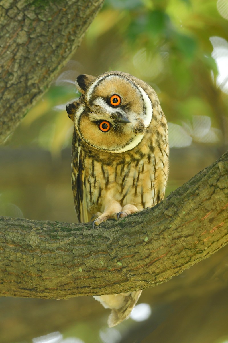 Long-eared Owl - ML620914481