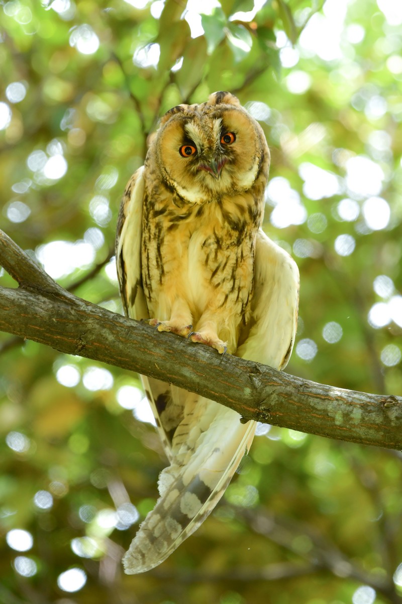Long-eared Owl - ML620914482
