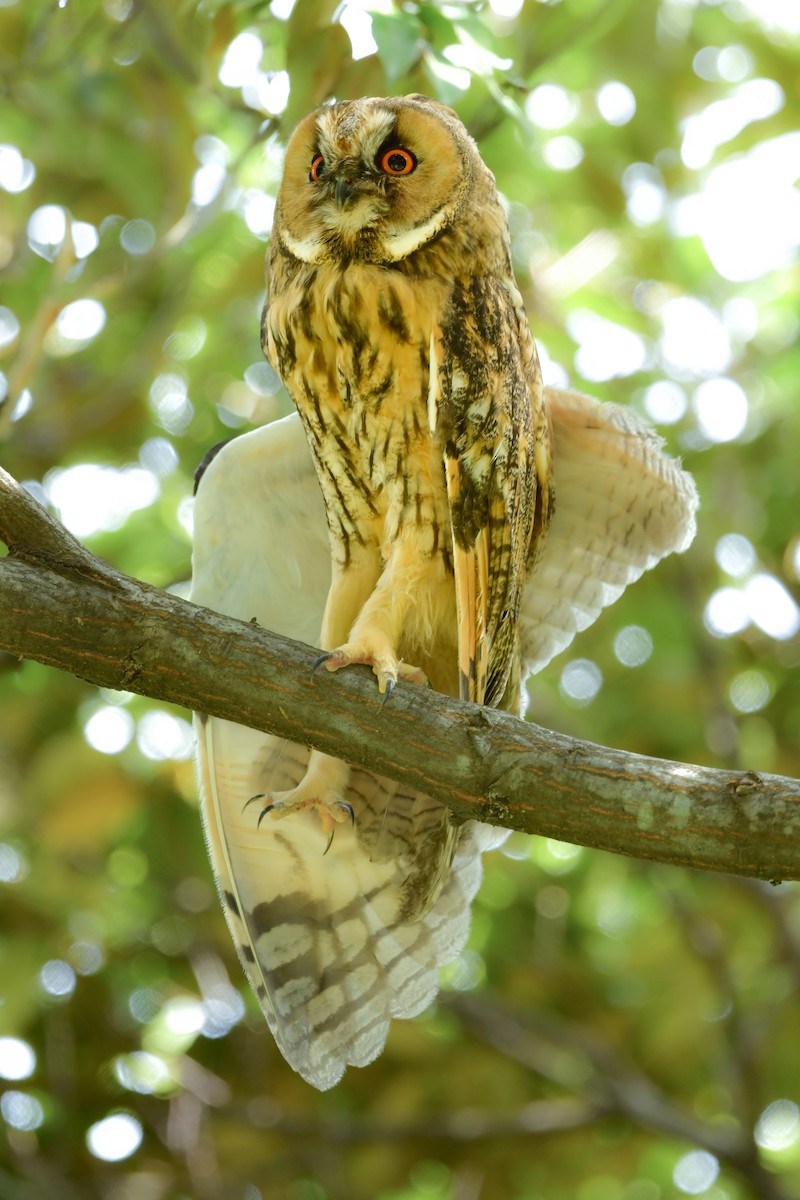 Long-eared Owl - ML620914483
